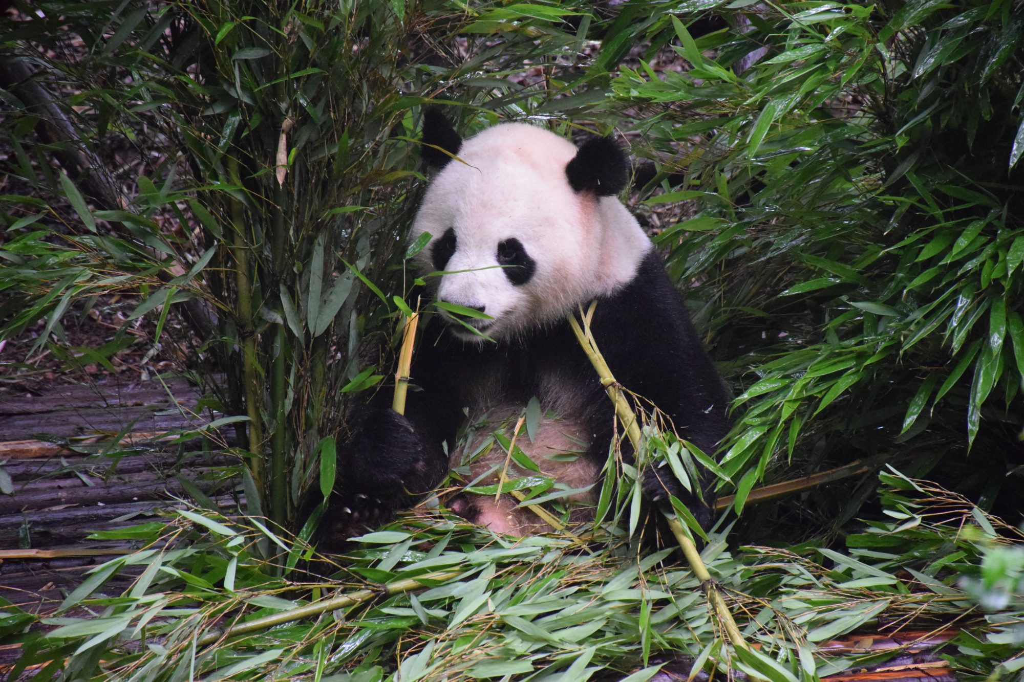 Panda eating bamboo