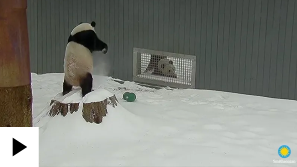Pandas in snow