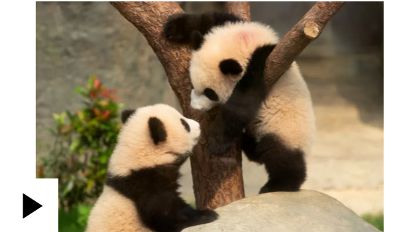 Twin panda cubs